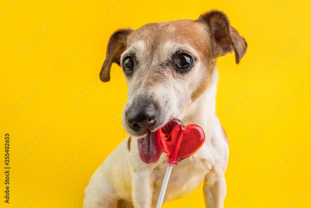 Dog eating store candy
