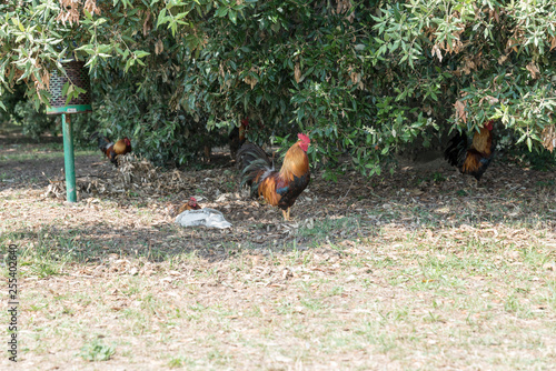 Red rooster in the meadow © FPWing