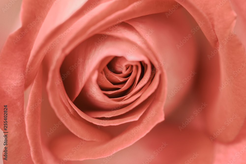 Detailaufnahme einer Rose Farbe Living Coral Detailaufnahme einer Rose Farbe Living Coral