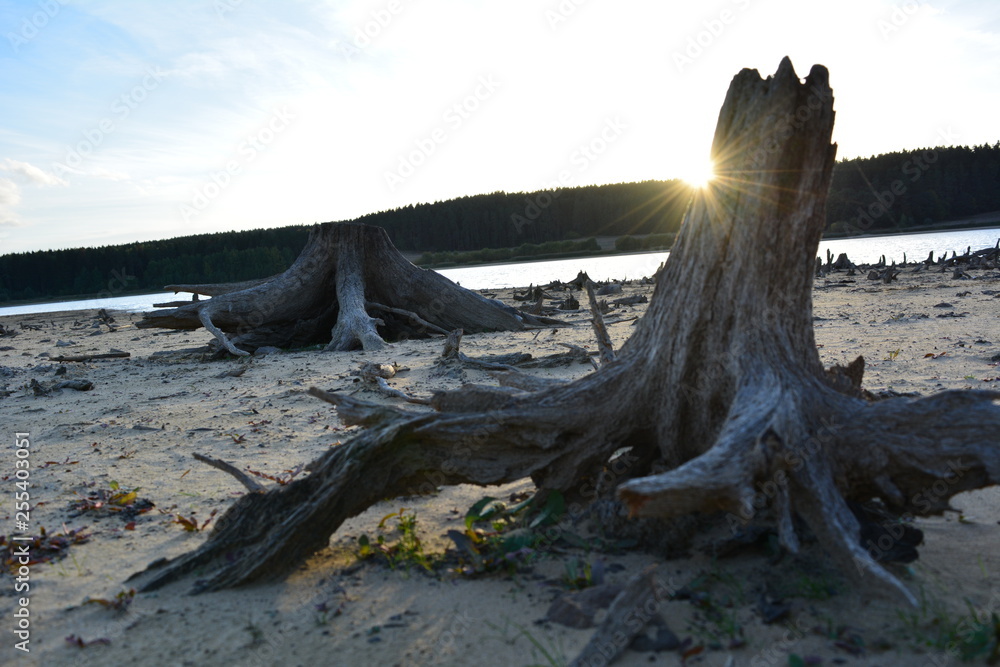 Sun Nature Backround Old Wood Germany Lake Sea Sun Nature Backround Old Wood Germany Lake Sea