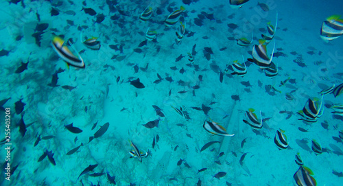 Schooling bannerfish, heniochus diphreutes at the fish factory in the Maldives at feeding time. Underwater photo form freediving with exotic fishes. False moorish idol.  © Viktorishy