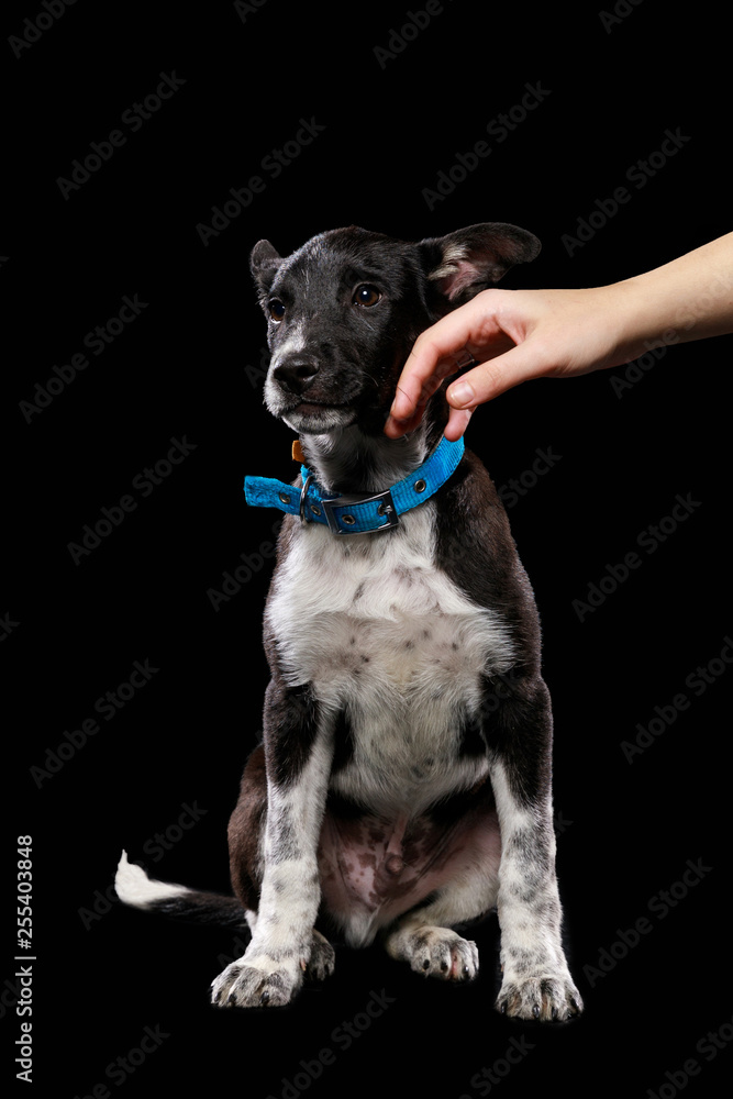 cropped view of woman touching mongrel dog in blue collar isolated on black cropped view of woman touching mongrel dog in blue collar isolated on black