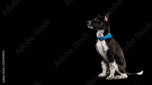 pooch dog in blue collar isolated on black