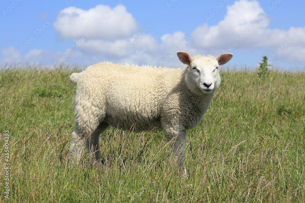 Young house sheep, Ovis orientalis aries Young house sheep, Ovis orientalis aries