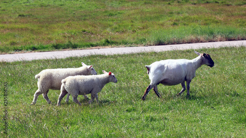Shorn ewe with two lambs