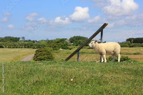 A lamb stands on a dyke on the Island of Sylt photo