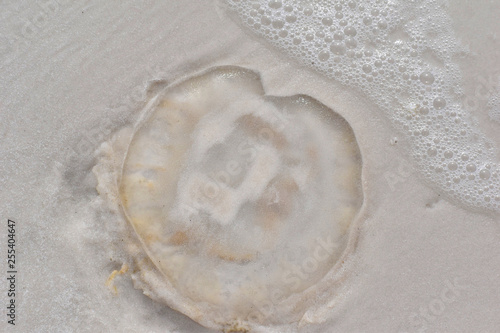jelly fish washed ashore on a Florida beach