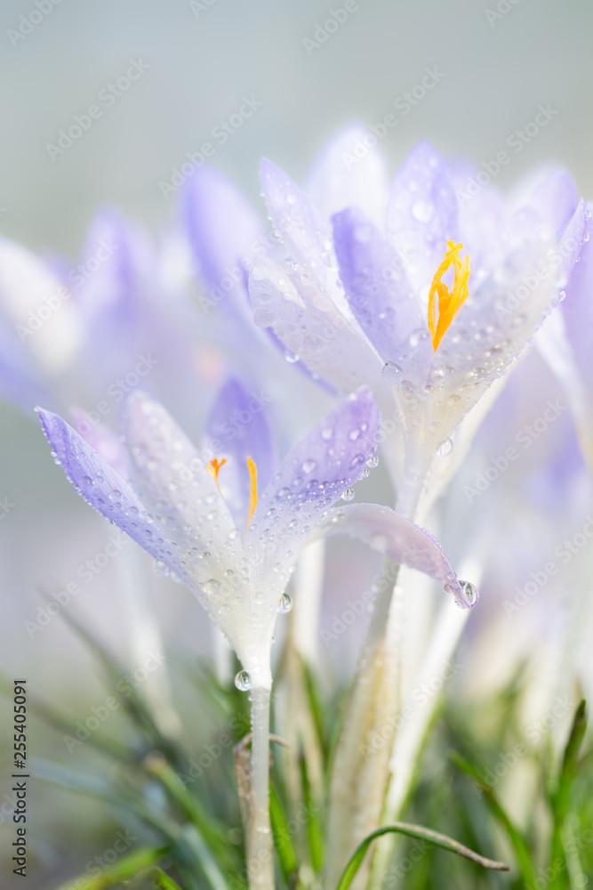 Fototapeta premium Detailaufnahme Krokusse mit schönem Bokeh