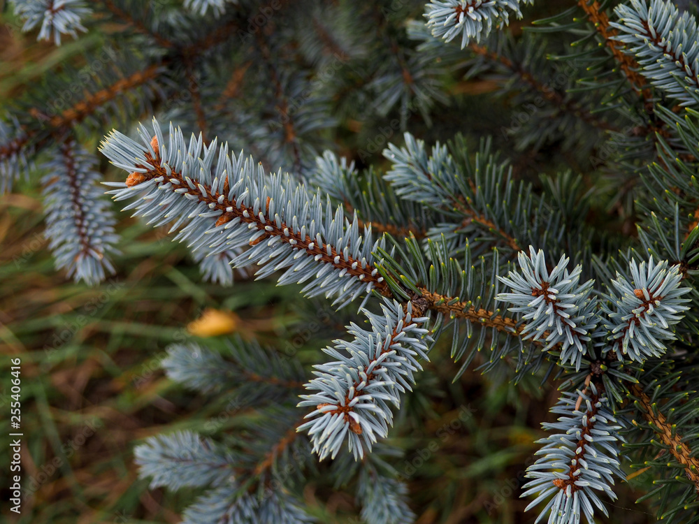 Fir tree brunch close up. Shallow focus. Fluffy fir tree brunch close up. Christmas wallpaper concept. Copy space. drops after rain Fir tree brunch close up. Shallow focus. Fluffy fir tree brunch close up. Christmas wallpaper concept. Copy space. drops after rain