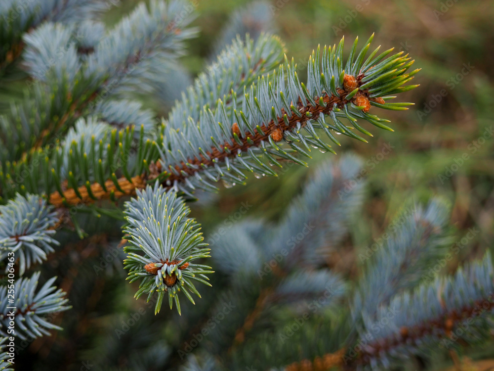 Fir tree brunch close up. Shallow focus. Fluffy fir tree brunch close up. Christmas wallpaper concept. Copy space. drops after rain Fir tree brunch close up. Shallow focus. Fluffy fir tree brunch close up. Christmas wallpaper concept. Copy space. drops after rain