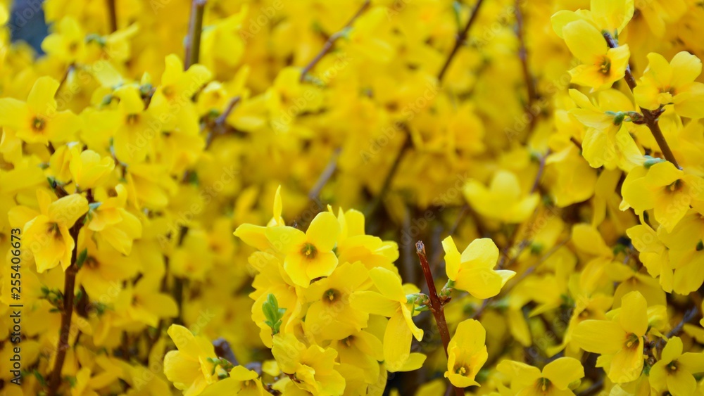 Forsythia floreciendo a finales de invierno Forsythia floreciendo a finales de invierno