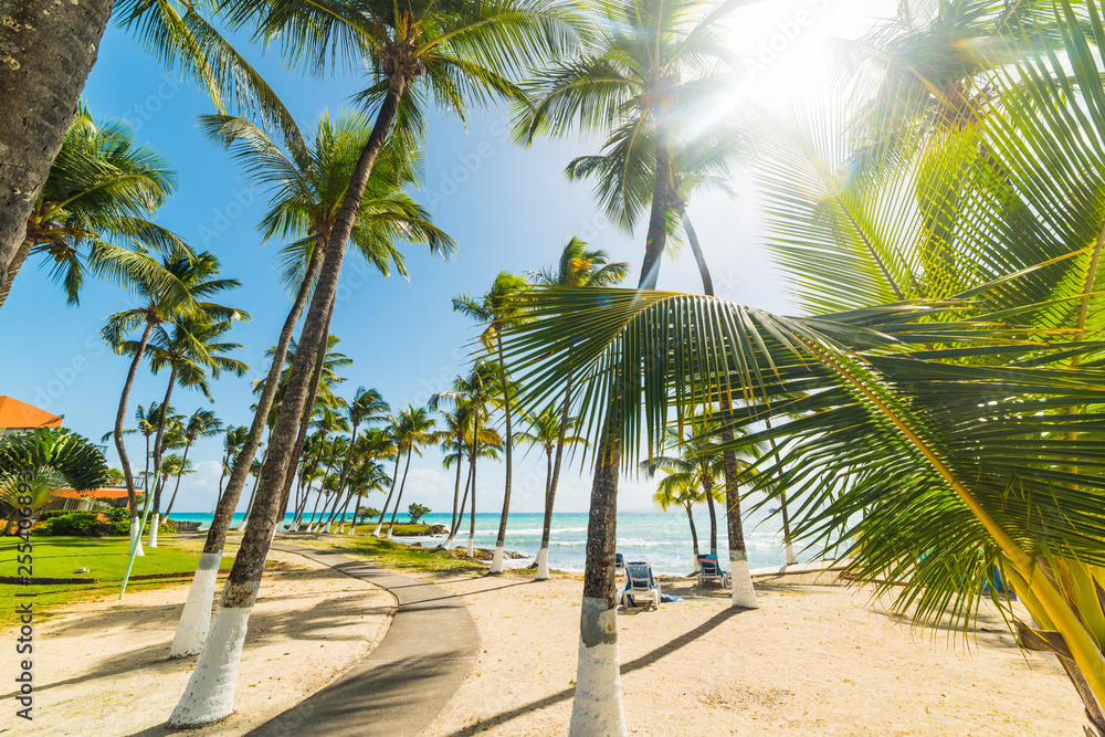 Coconut palm trees by the sea in Bas du Fort beach in Guadeloupe