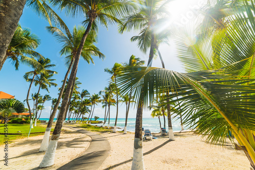 Coconut palm trees by the sea in Bas du Fort beach in Guadeloupe