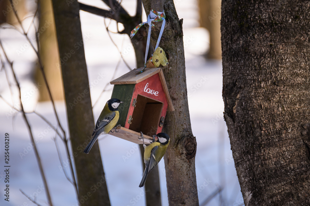 Two tits on a feeder in spring