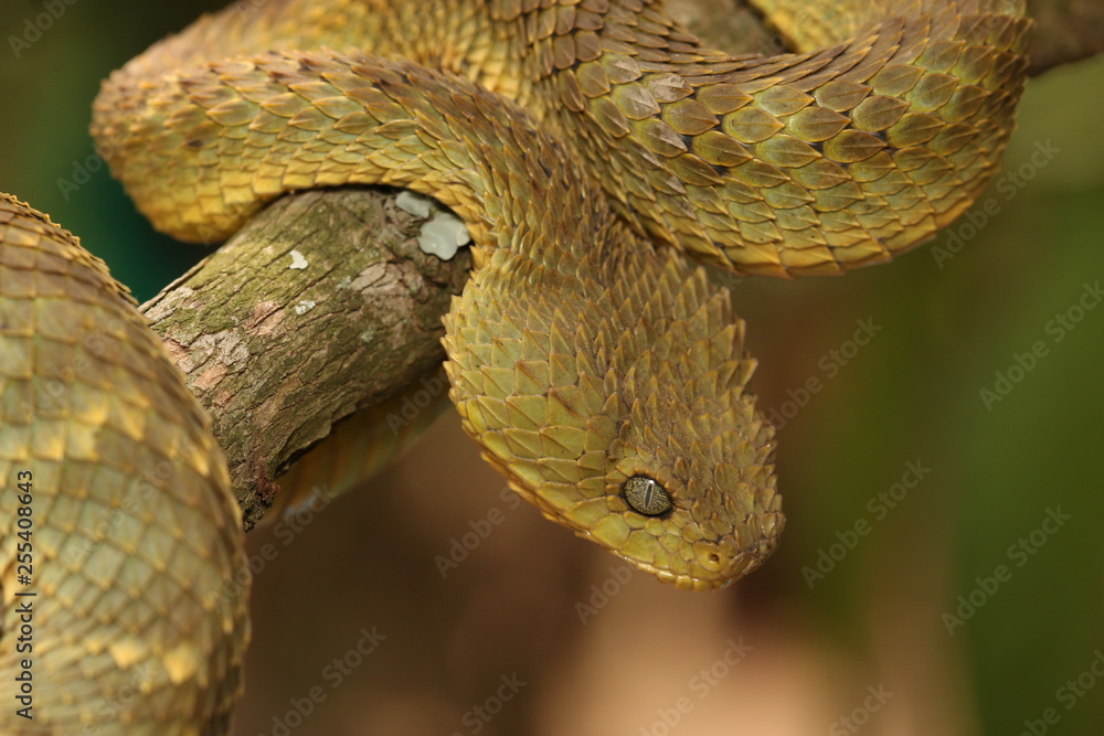 Green Bush Viper - Encyclopedia of Life