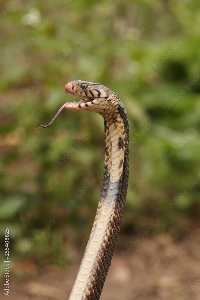 Cobra Mouth Open