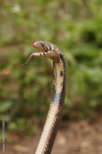 Brown forest cobra with open mouth. A highly venomous species showing warning behavior.