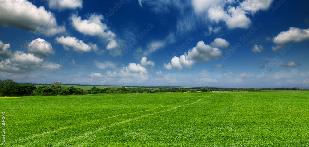 Obraz premium Beautiful, green field
