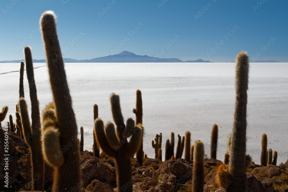 Isla de Pescado - wyspa na środku solnikska Salar de Uyuni - obrazy, fototapety, plakaty 