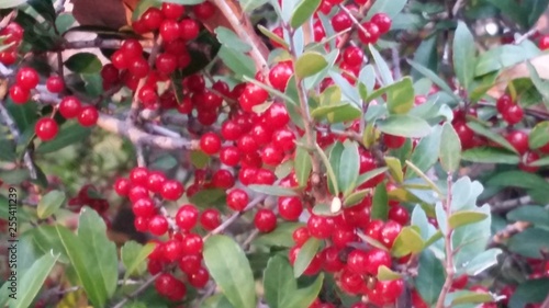 red berries