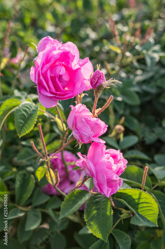 Rosa damascena, known as the Damask rose - pink, oil-bearing, flowering, deciduous shrub plant. Bulgaria, Valley of Roses. Close up view. Back light. Selective focus.