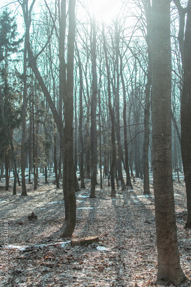 Fototapeta premium Forest with remnants of snow.