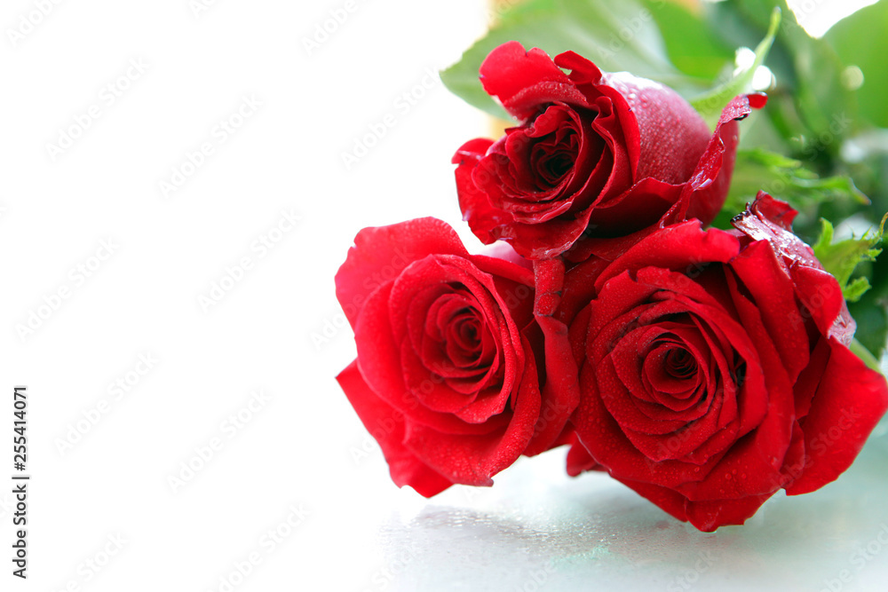 Beautiful Red roses. Isolated on a white background.