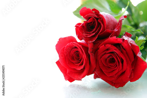 Beautiful Red roses. Isolated on a white background.