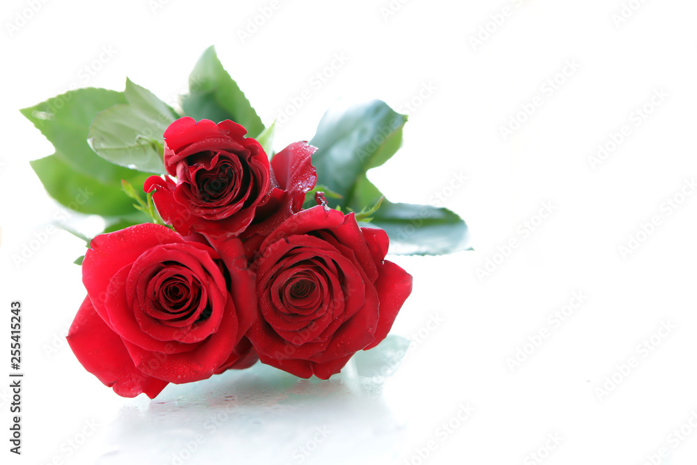 Beautiful Red roses. Isolated on a white background. Beautiful Red roses. Isolated on a white background.