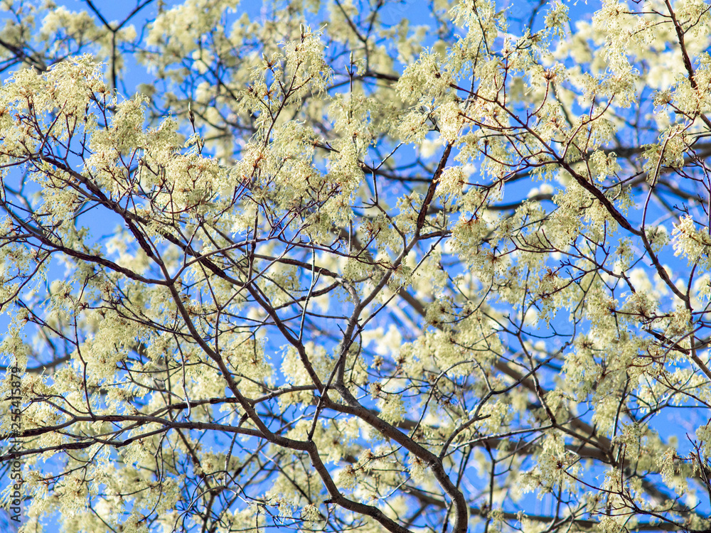 white flowers on tree branches in the spring