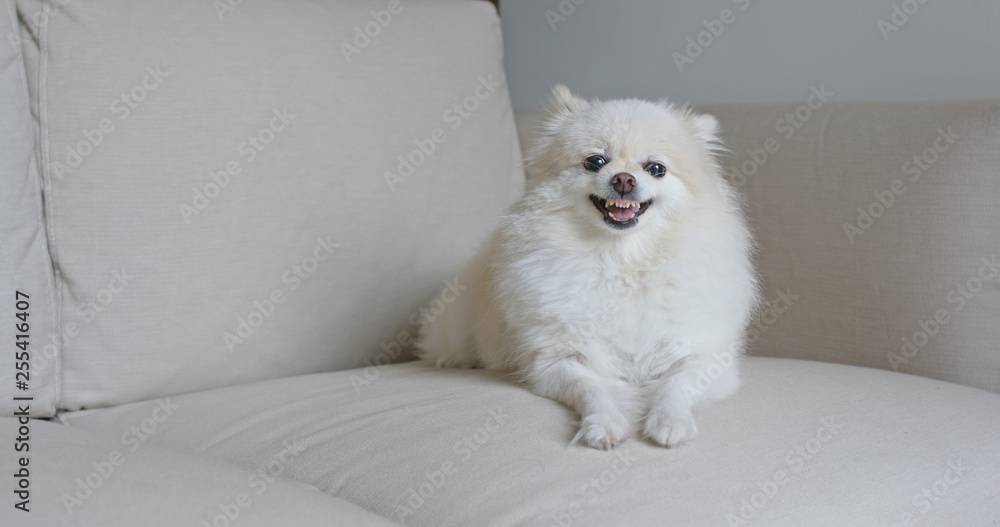 Pomeranian dog get angry on sofa Pomeranian dog get angry on sofa