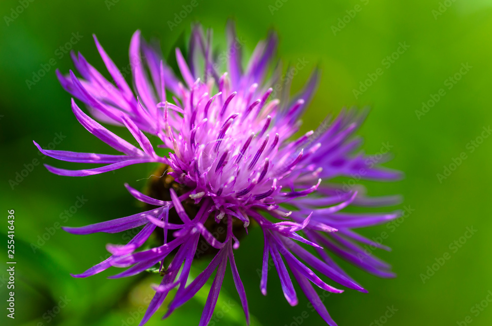 Picture of a cornflower meadow flower close up Picture of a cornflower meadow flower close up