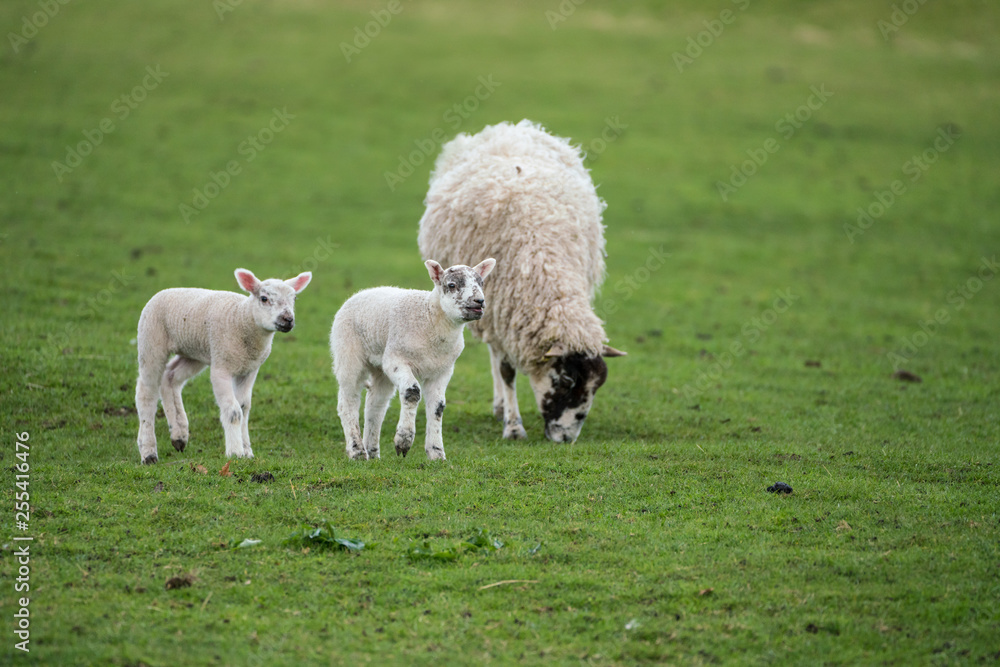 Twin lambs with black face ewe Twin lambs with black face ewe
