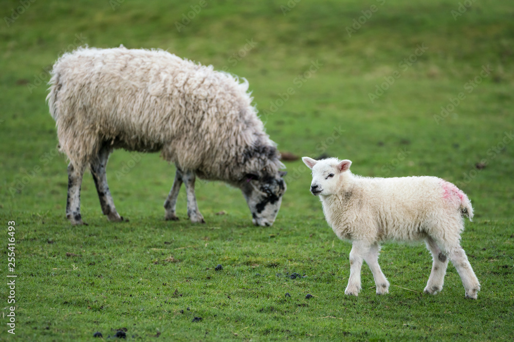 Single lamb walking right to left with ewe in the background Single lamb walking right to left with ewe in the background