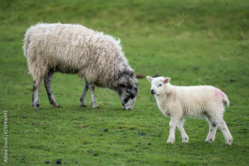 Single lamb walking right to left with ewe in the background