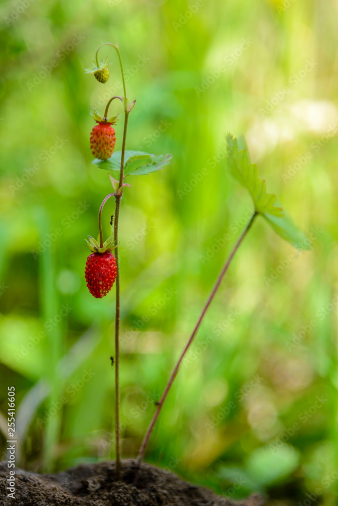 Large oval-shaped strawberries ripened in the forest Large oval-shaped strawberries ripened in the forest