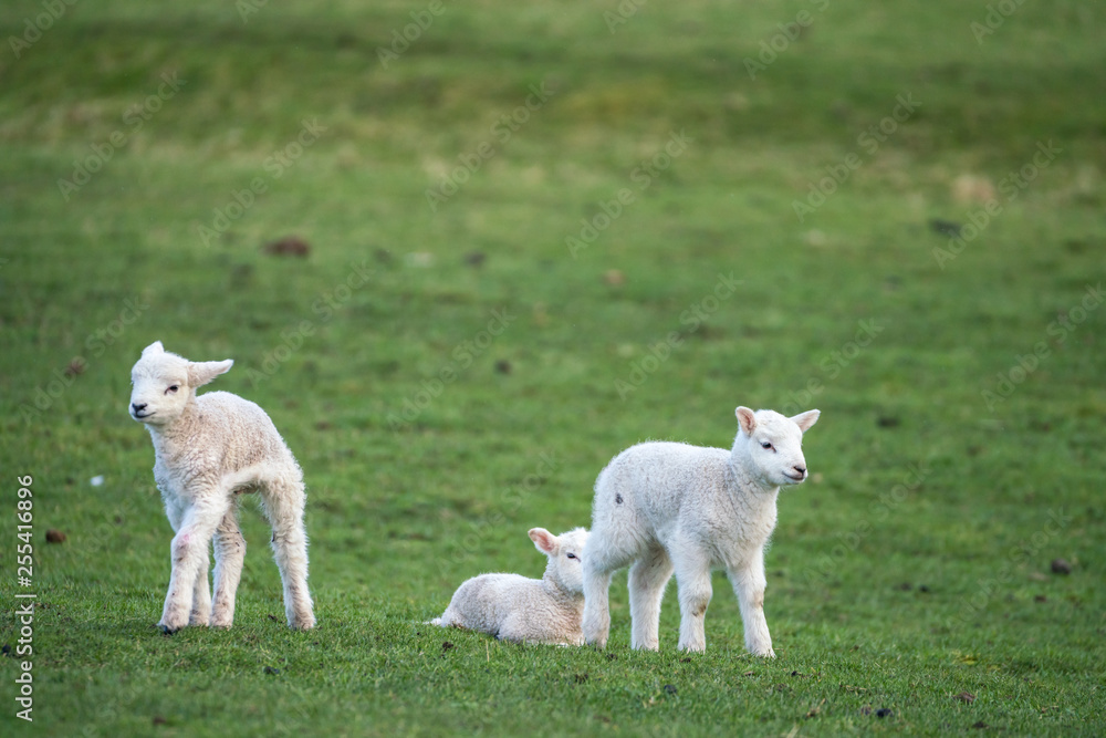 Obraz premium Three young lambs