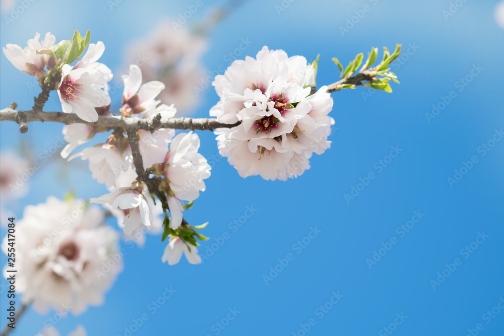 Beautiful spring floral background with blossoming almond branches, bokeh, blurred background and texture with copy space Beautiful spring floral background with blossoming almond branches, bokeh, blurred background and texture with copy space