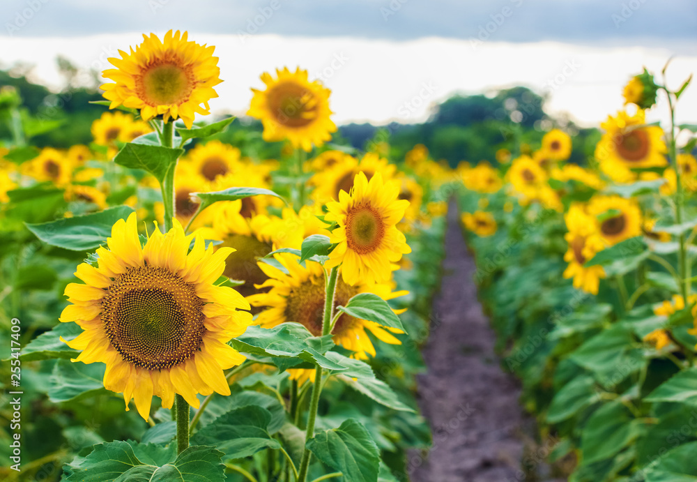 A picturesque field of a blossoming sunflower at sunset. Grain harvest in summer.