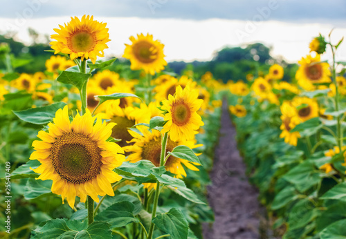 A picturesque field of a blossoming sunflower at sunset. Grain harvest in summer.