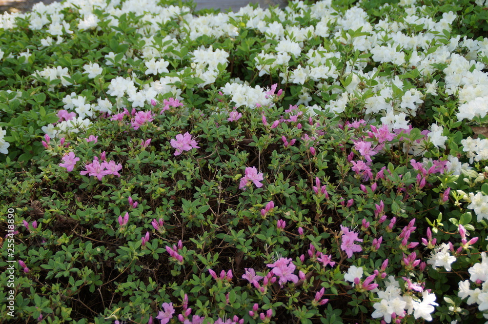 Aufblühende verschiedenfarbige Blüten Aufblühende verschiedenfarbige Blüten