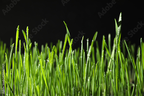 Green wheat grass with dew drops on black background, closeup