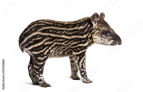 Month old Brazilian tapir standing in front of white background