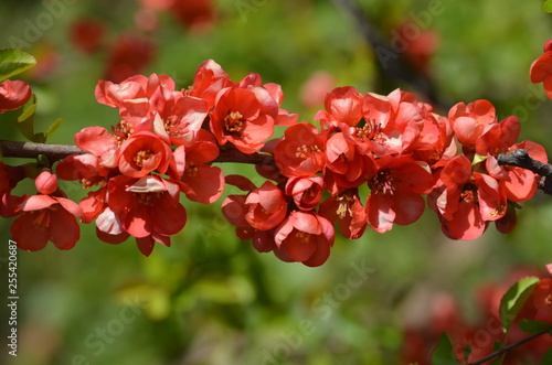 Close up of Japanese Flowering Quince red flowers in a garden in a sunny spring day