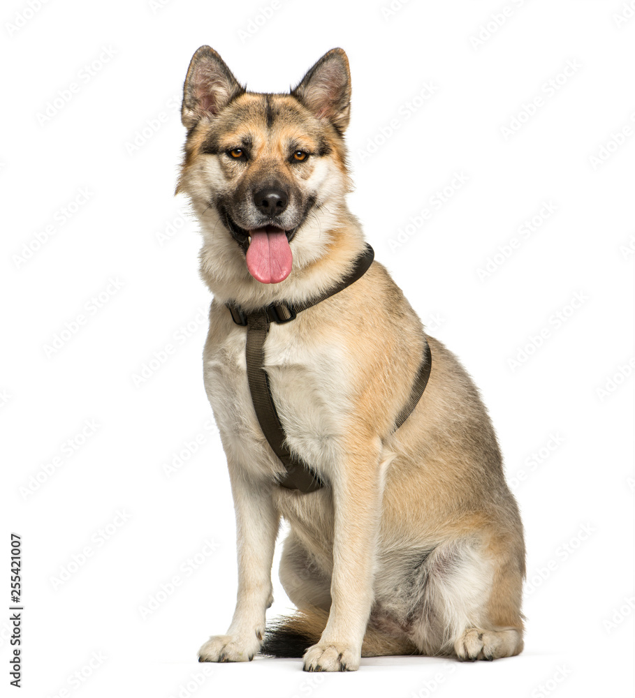 Mixed-breed dog sitting in front of white background