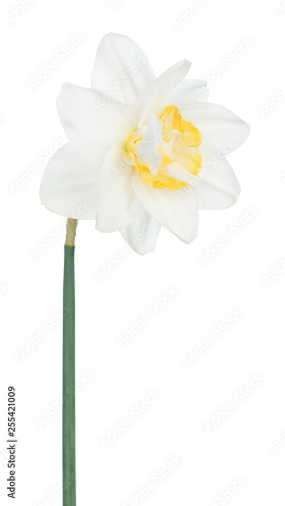 Obraz premium Bright spring narcissus