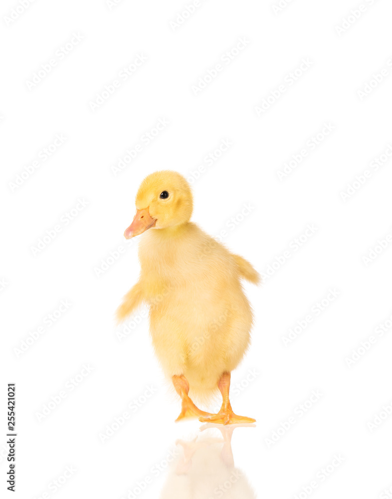 Cute little duckling Cute little duckling