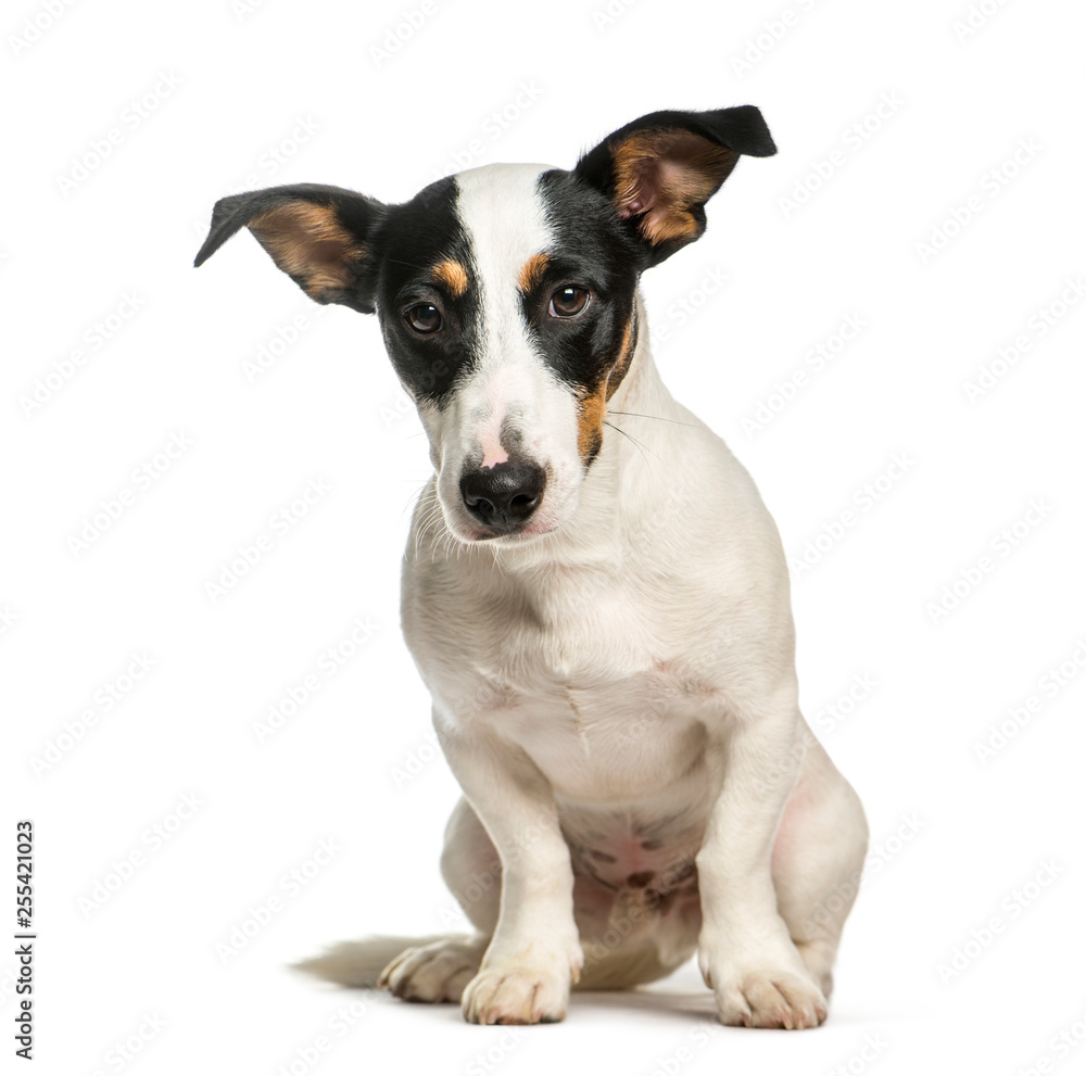 Jack Russell Terrier, 5 years old, sitting in front of white bac