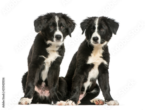 Border Collie, 3 months old, sitting in front of white backgroun
