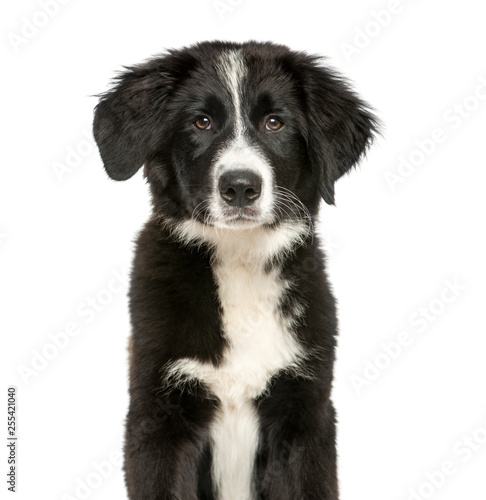 Border Collie  3 months old  sitting in front of white backgroun